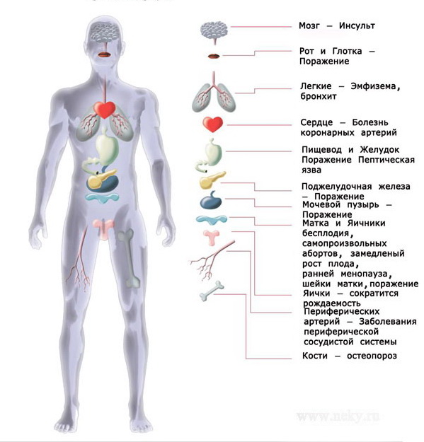 Реферат Вред Курения На Женский Организм